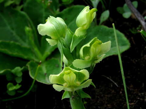 Pterygodium alatum (Thunb.) Sw. resmi