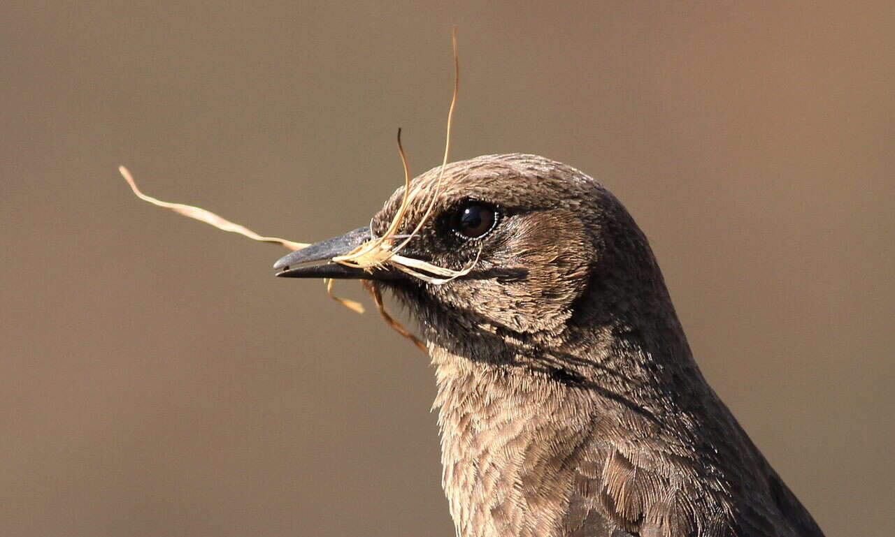 Image of Ant-eating Chat