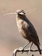 Image of Ant-eating Chat