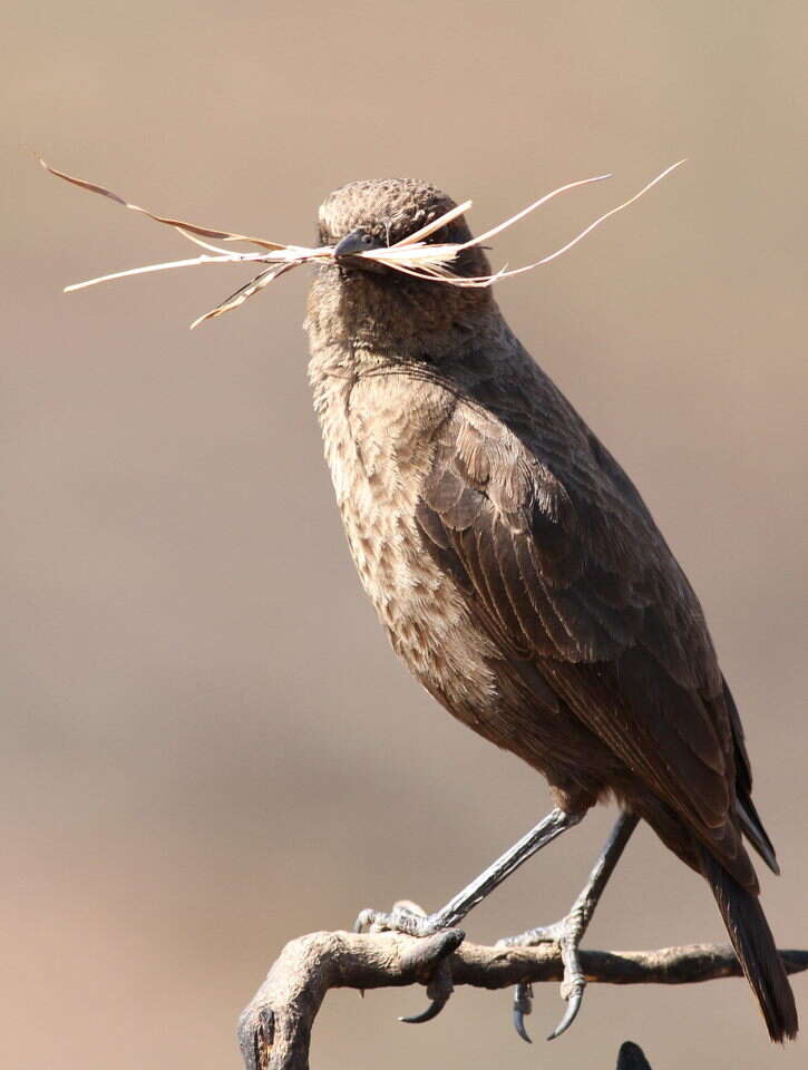 Image of Ant-eating Chat