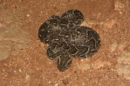 Image of Bitis arietans arietans (Merrem 1820)