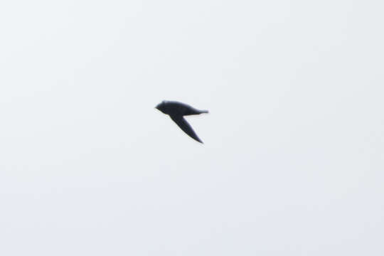 Image of White-naped Swift