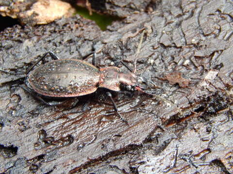 Image of Carabus (Platycarabus) irregularis Fabricius 1792