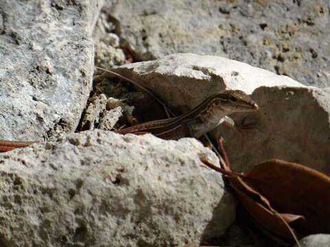 Image of YucatanWhiptail