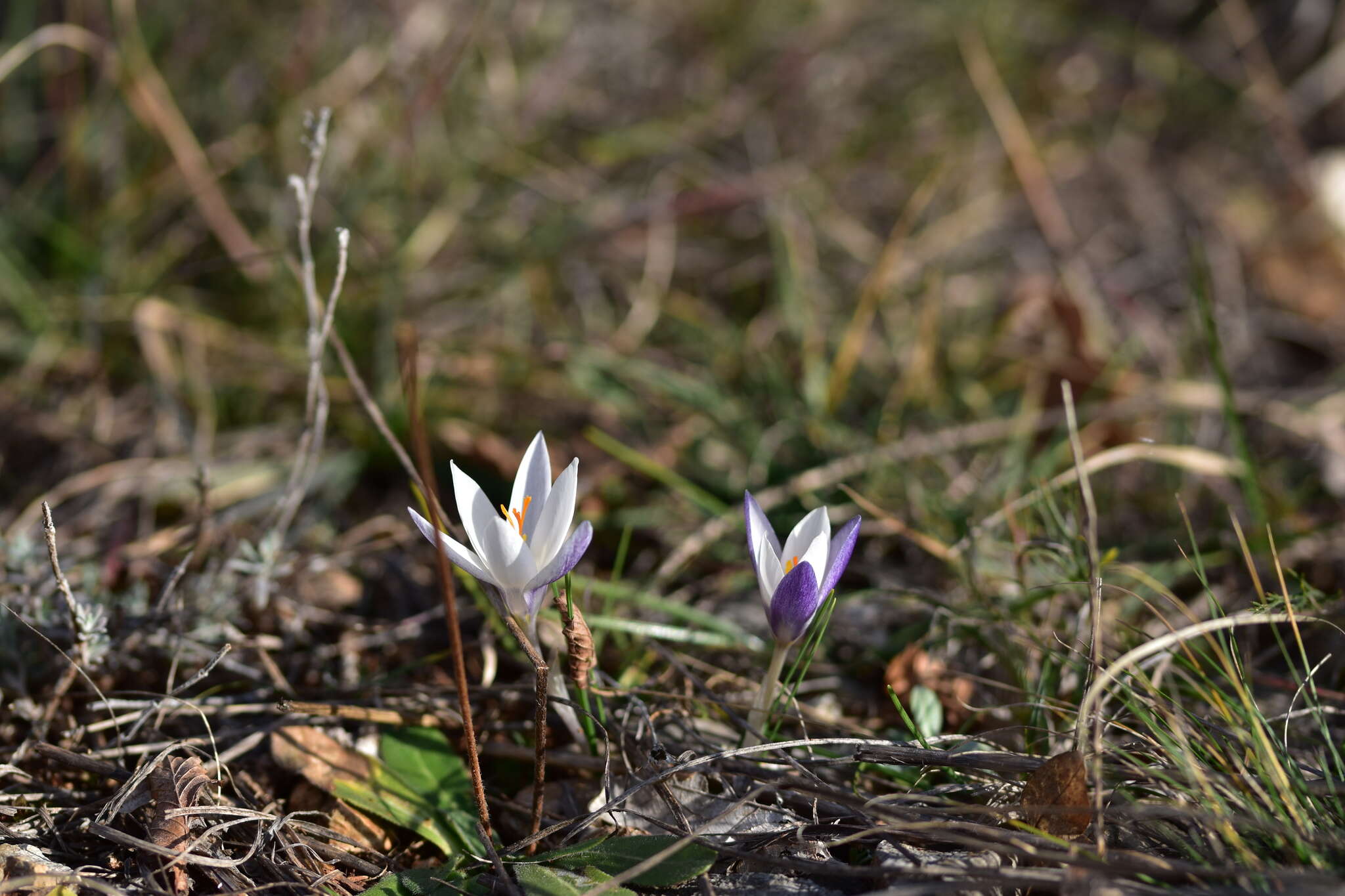 Image of Crocus weldenii Hoppe & Fürnr.