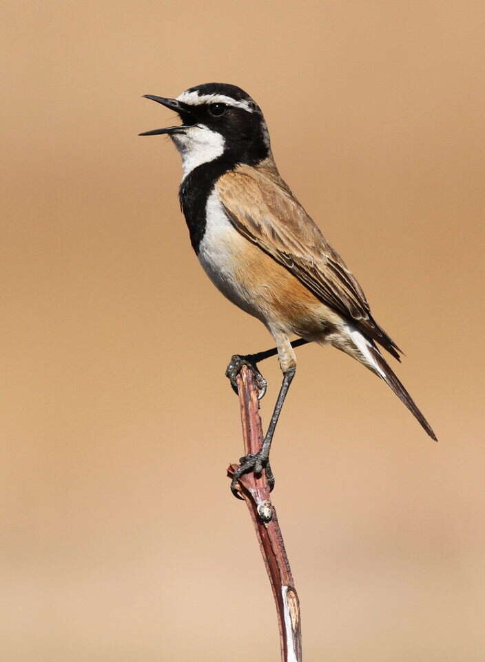 Image of Capped Wheatear