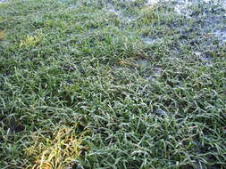 Image of eastern grasswort
