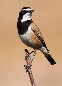 Image of Capped Wheatear