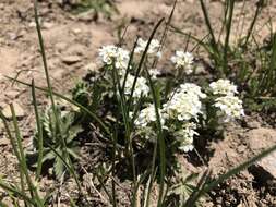 صورة Noccaea fendleri subsp. glauca (A. Nelson) Al-Shehbaz & M. Koch