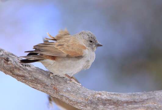 Image of Cape Sparrow