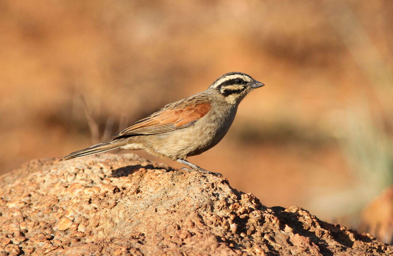 Image of Cape Bunting