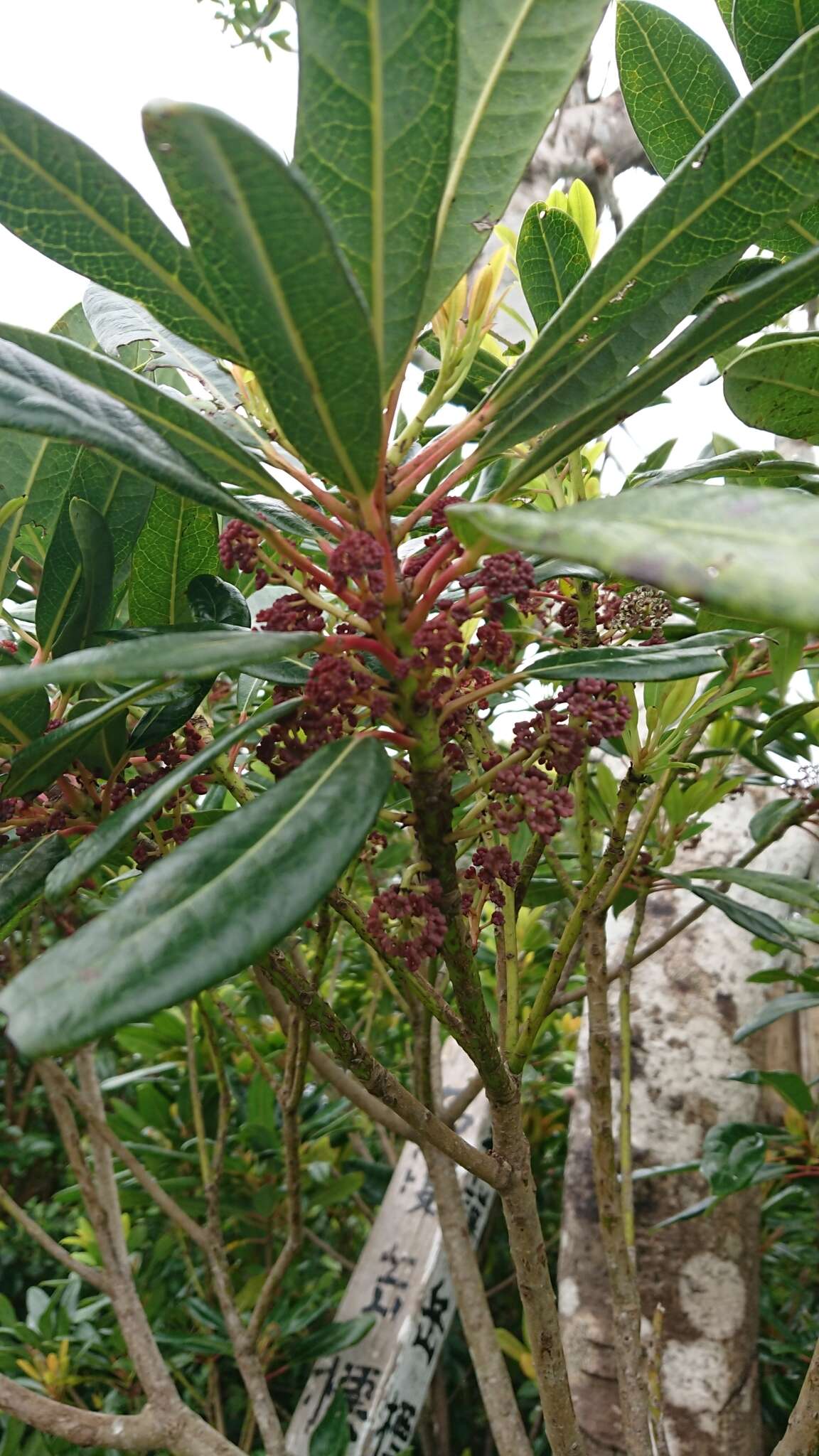 Image of Daphniphyllum teijsmannii Zoll. ex Kurz