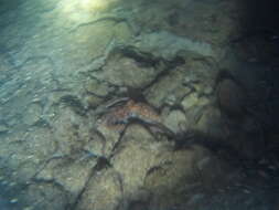 Image of Whitespot octopus
