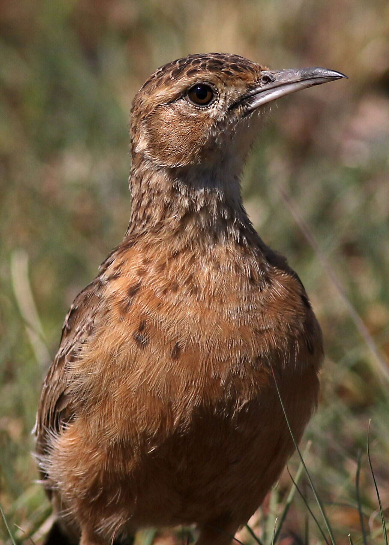 Imagem de Chersomanes Cabanis 1851