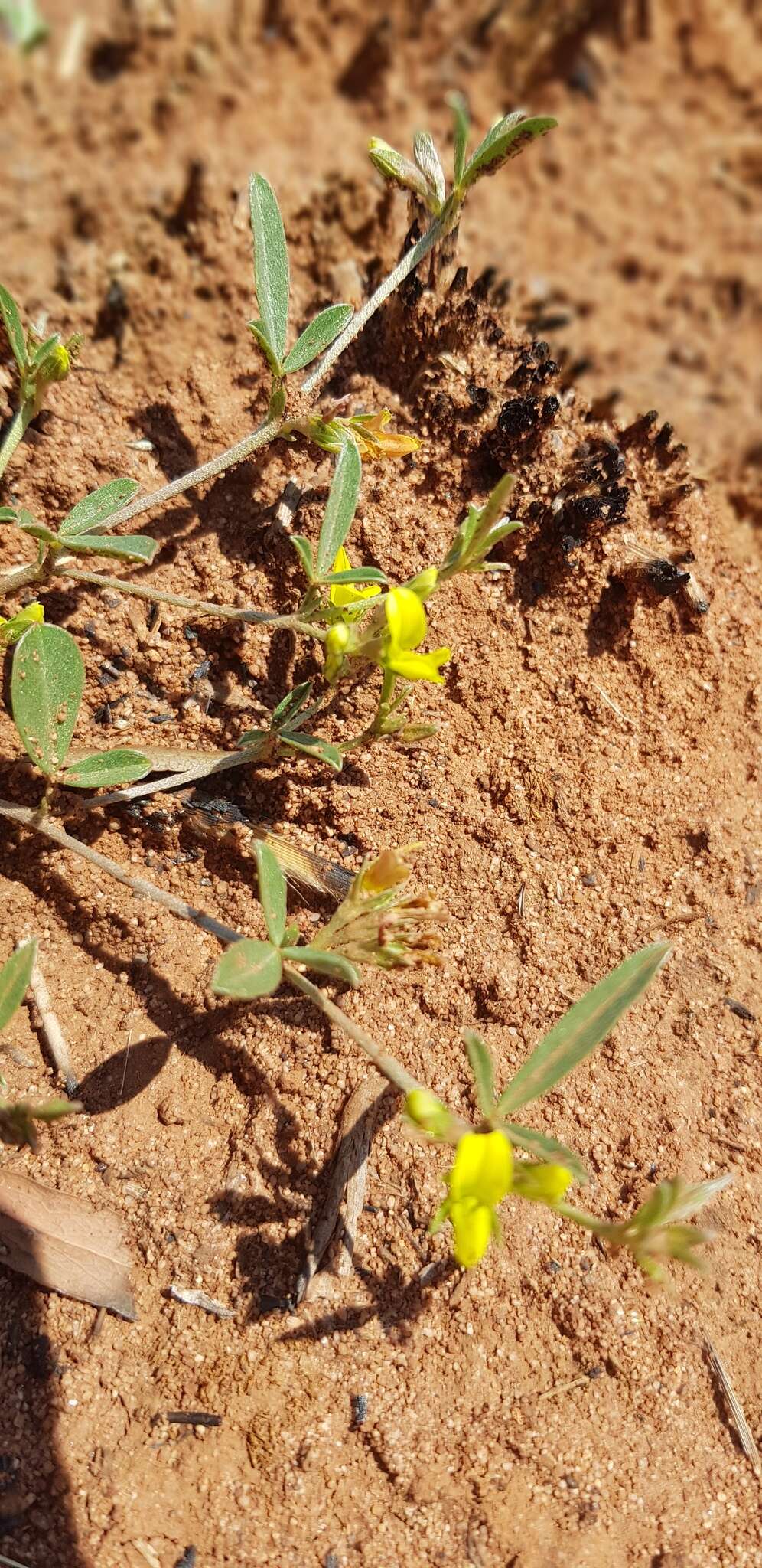 Image of Dichapetalum cymosum (Hook.) Engl.