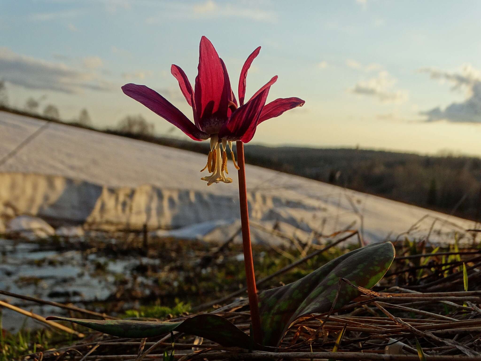 Imagem de Erythronium sibiricum (Fisch. & C. A. Mey.) Krylov