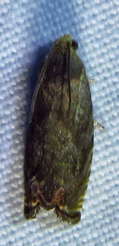 Image of Hickory Shuckworm Moth