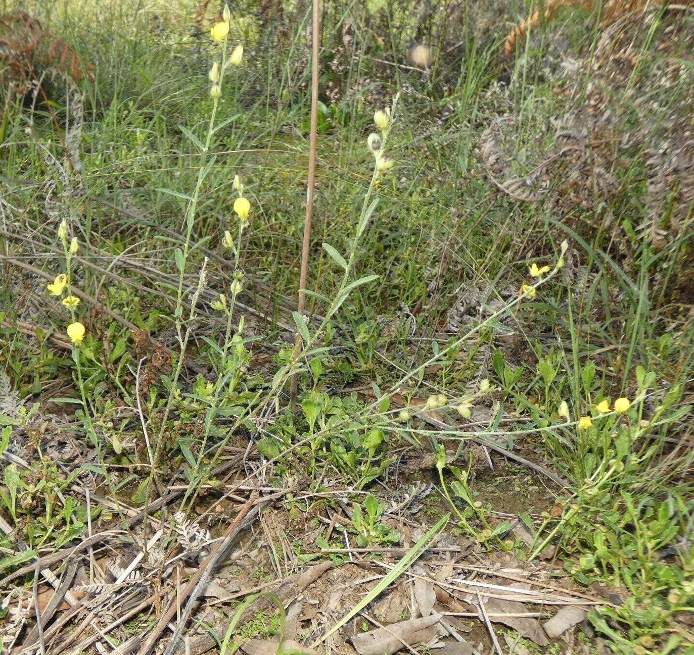 Слика од Crotalaria brevis Domin