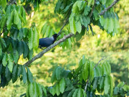 Cyanocorax violaceus Du Bus de Gisignies 1847 resmi