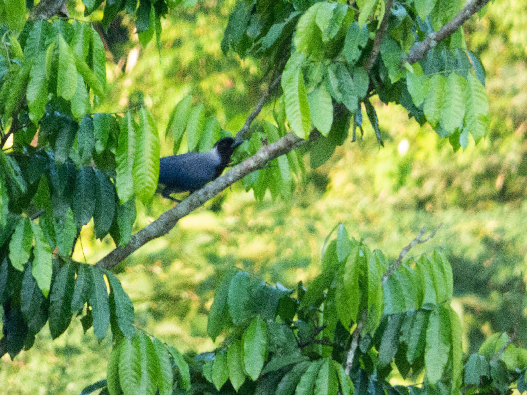 Cyanocorax violaceus Du Bus de Gisignies 1847 resmi