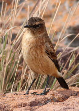 Image of Campicoloides Roberts 1922