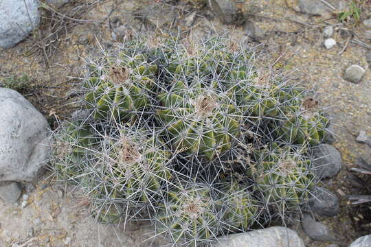 Image of Ferocactus flavovirens (Scheidw.) Britton & Rose