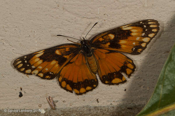 Sivun Chlosyne lacinia saundersi Doubleday (1847) kuva