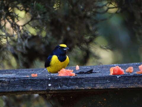 Image of Spot-crowned Euphonia