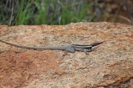 Image of Long-nosed Water Dragon