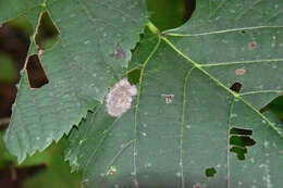 Phyllonorycter lucetiella (Clemens 1859)的圖片