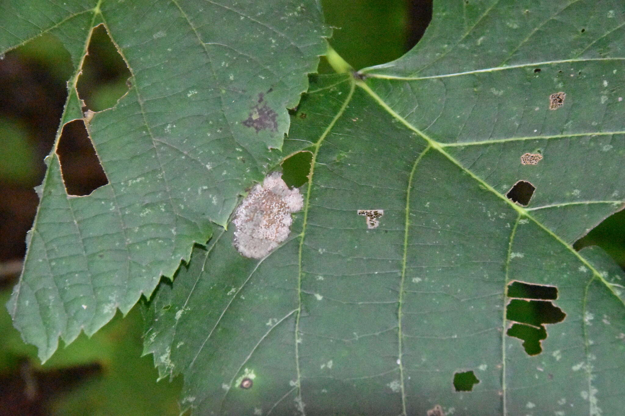 Phyllonorycter lucetiella (Clemens 1859)的圖片