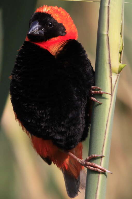 Image of Red Bishop