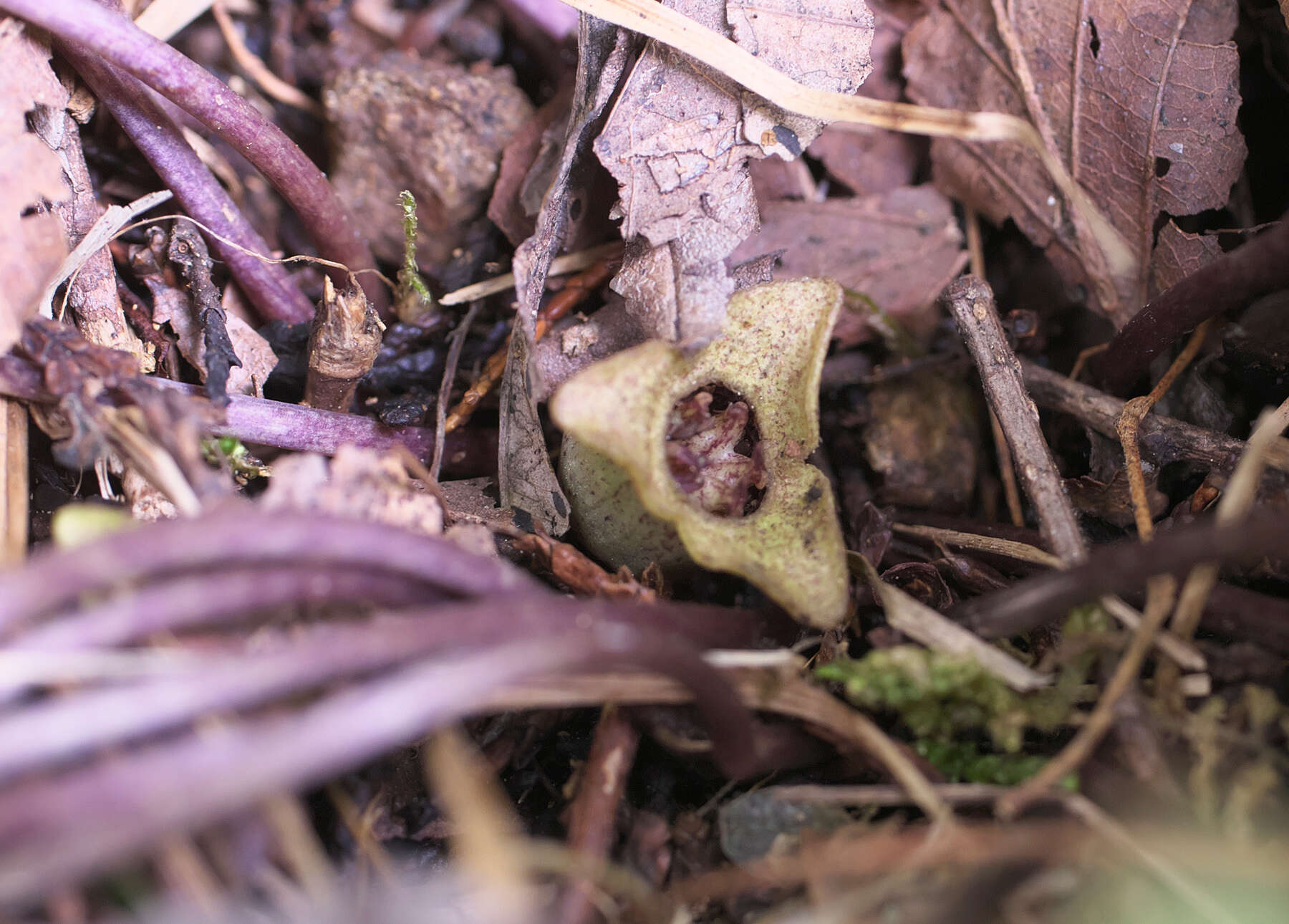 Image of Asarum fauriei var. takaoi (F. Maek.) T. Sugaw.