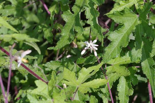 Image of Mountain stock-rose