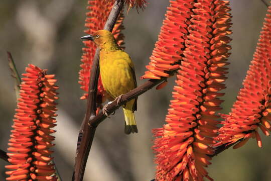 Image of Cape Weaver