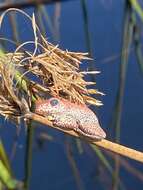 Image of Angolan Reed Frog