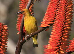 Image of Cape Weaver