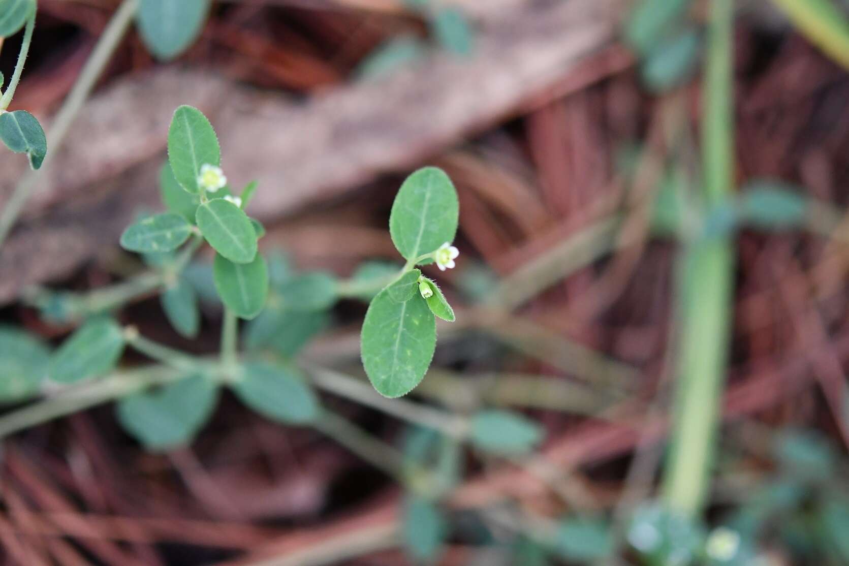 Image of Huachuca Mountain spurge