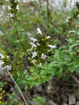 Image of Clinopodium album (Waldst. & Kit.)