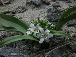 Image of Zephyra compacta C. Ehrh.