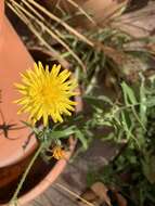 Imagem de Sonchus tenerrimus L.