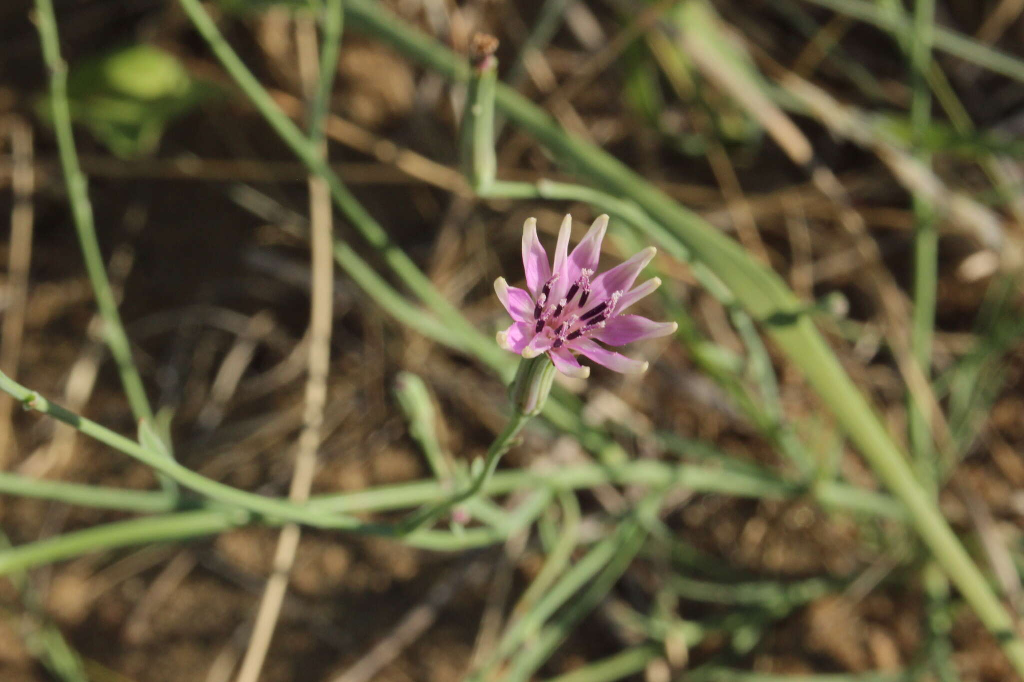 Image of beaked skeletonweed