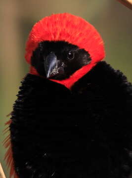 Image of Red Bishop