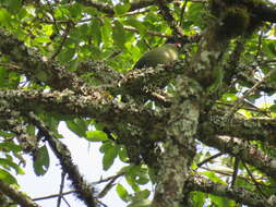 Image of Hartlaub's Turaco