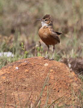 Imagem de Chersomanes Cabanis 1851