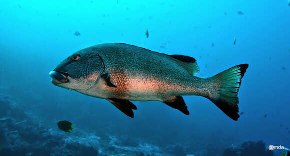 Image of Giant sweetlips