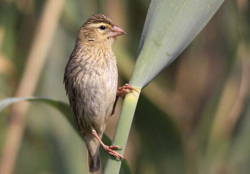 Image of Red Bishop