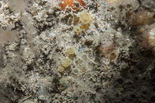 Image of Hymedesmia (Hymedesmia) rathlinia Goodwin & Picton 2009