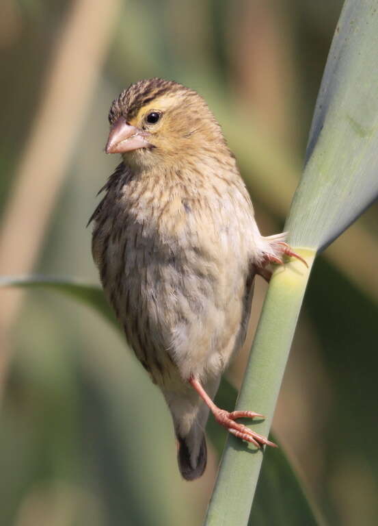 Image of Red Bishop