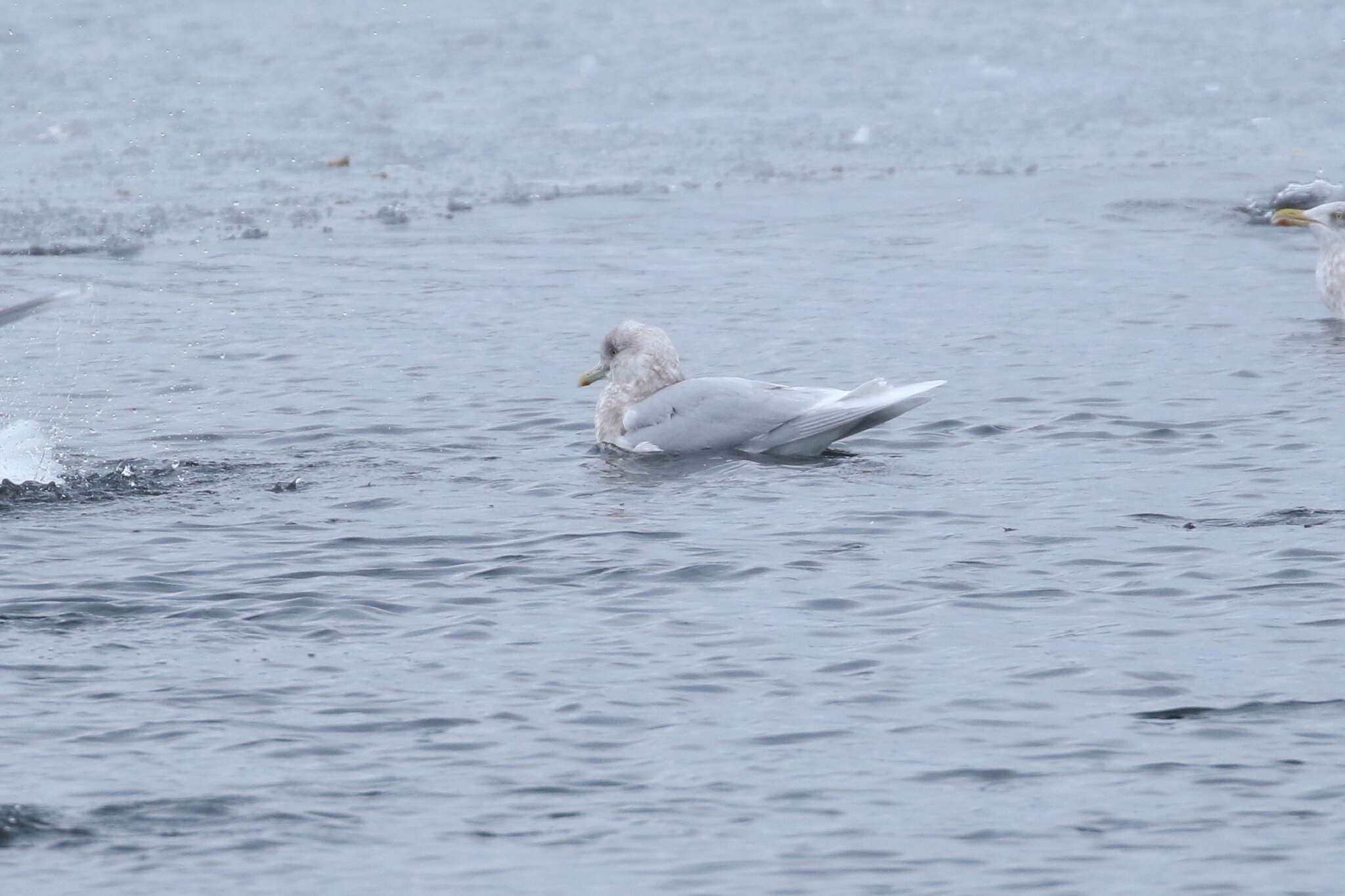 Image of Iceland gull